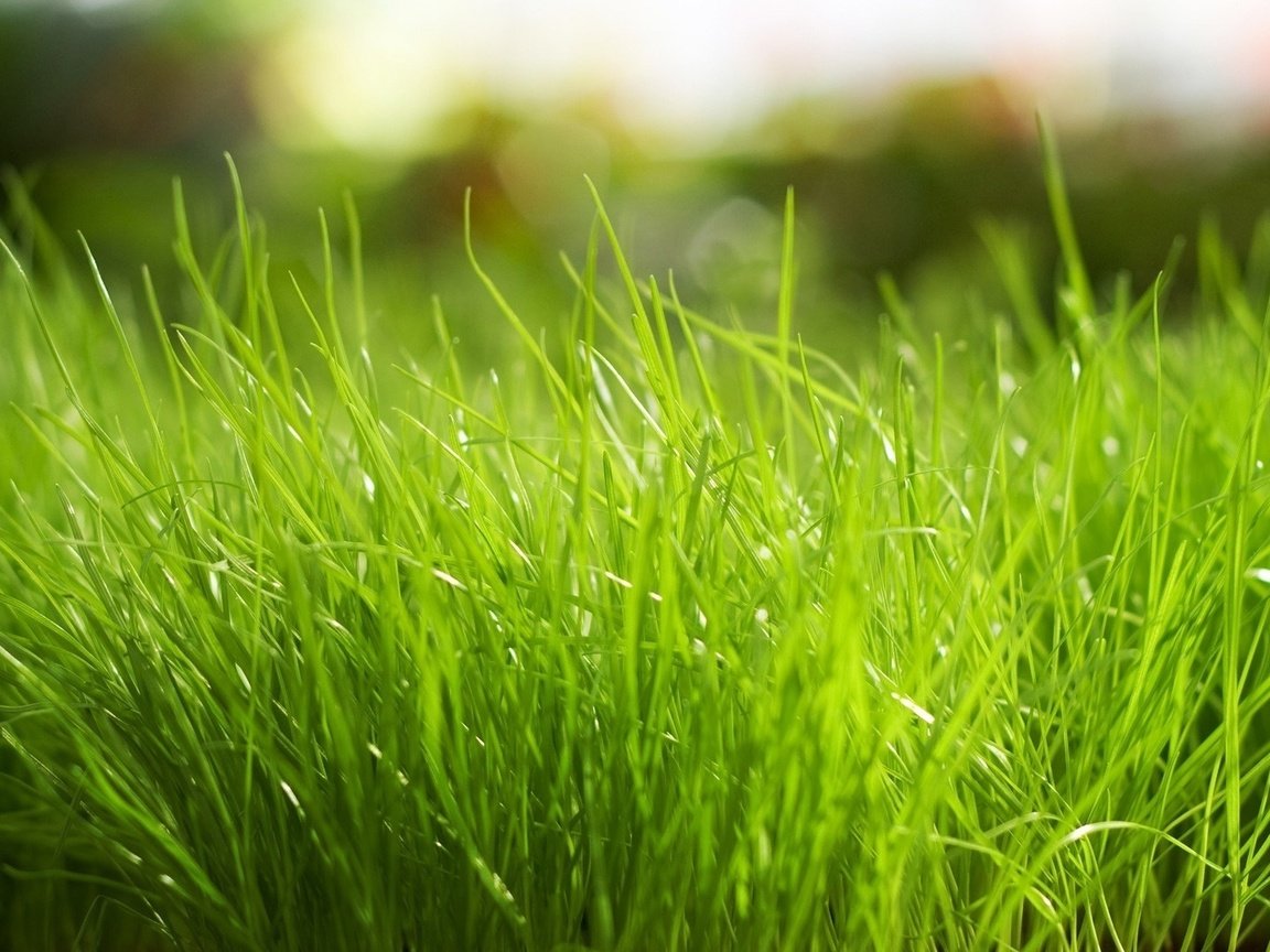 лужайка зелень трава фокус домик машинка бесплатно