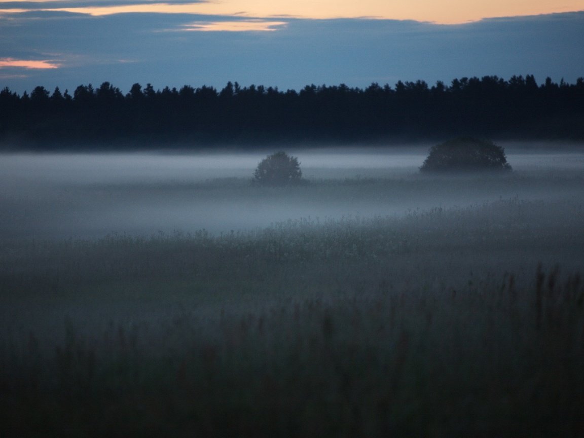 Обои лес, туман, поляна, forest, fog, glade разрешение 2560x1600 Загрузить