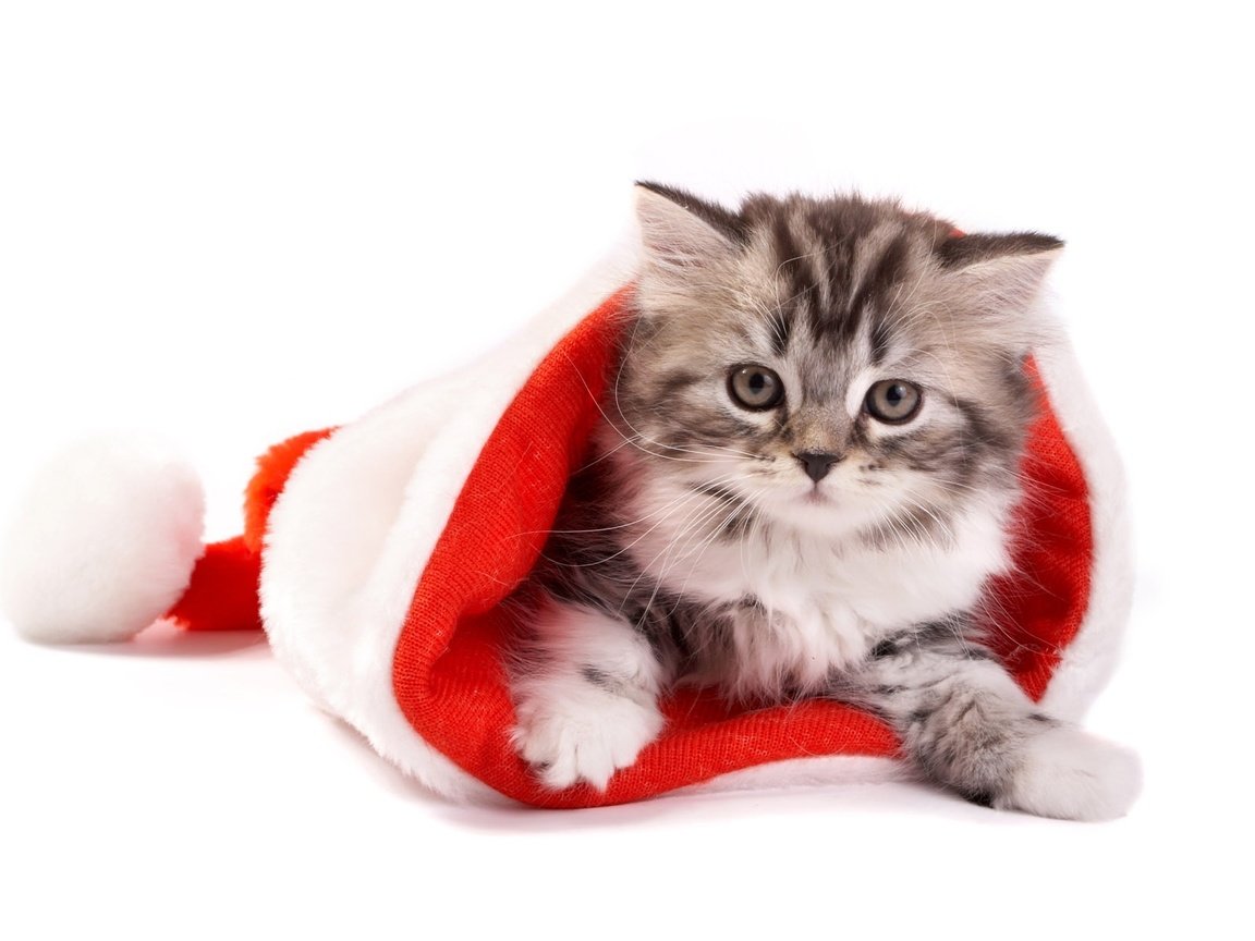 Обои новый год, кот, кошка, котенок, белый фон, колпак санты, new year, cat, kitty, white background разрешение 1920x1200 Загрузить