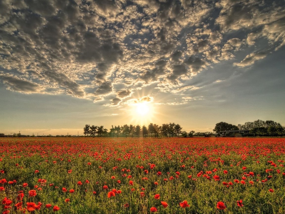 Обои облака, солнце, поле, красные, маки, clouds, the sun, field, red, maki разрешение 1920x1200 Загрузить