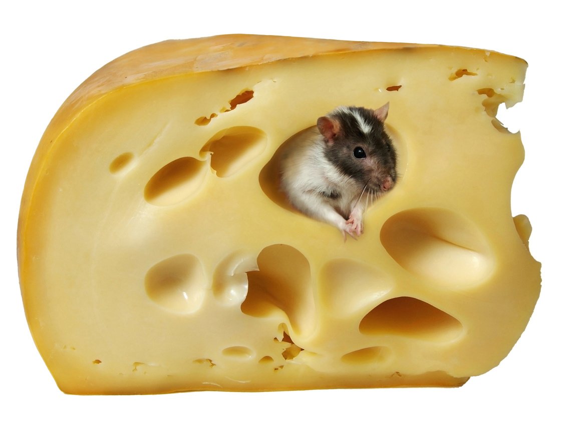 Обои сыр, белый фон, мышь, крыса, cheese, white background, mouse, rat разрешение 4760x3414 Загрузить