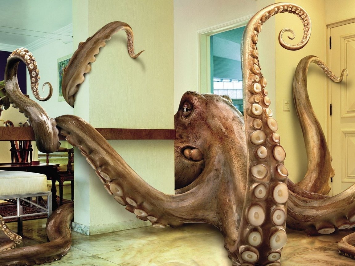 Обои квартира, осьминог, щупальцы, apartment, octopus, the tentacles разрешение 1920x1200 Загрузить