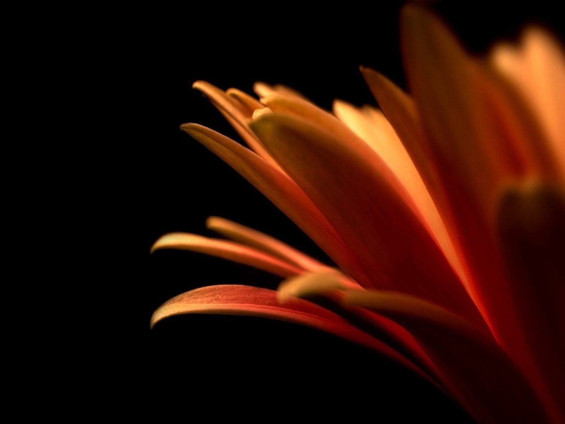 Обои цветок, лепестки, оранжевый, flower, petals, orange разрешение 2560x1600 Загрузить