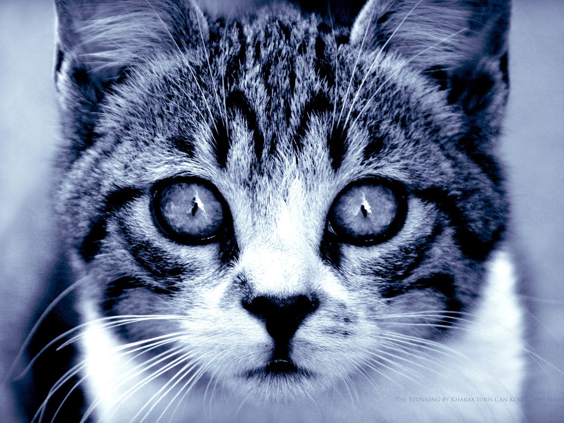 Обои глаза, кошка, взгляд, хищник, eyes, cat, look, predator разрешение 1900x1200 Загрузить