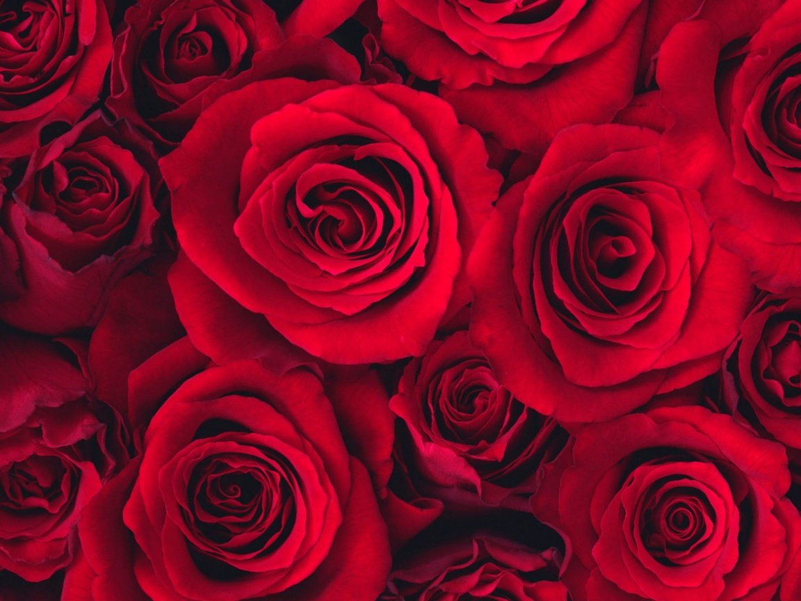 Обои розы, бутон, roses, bud разрешение 2560x1600 Загрузить