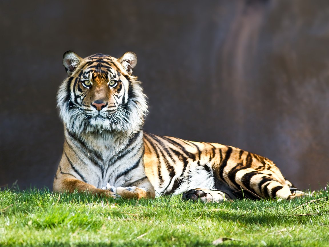 Тигр лежа в траве бесплатно