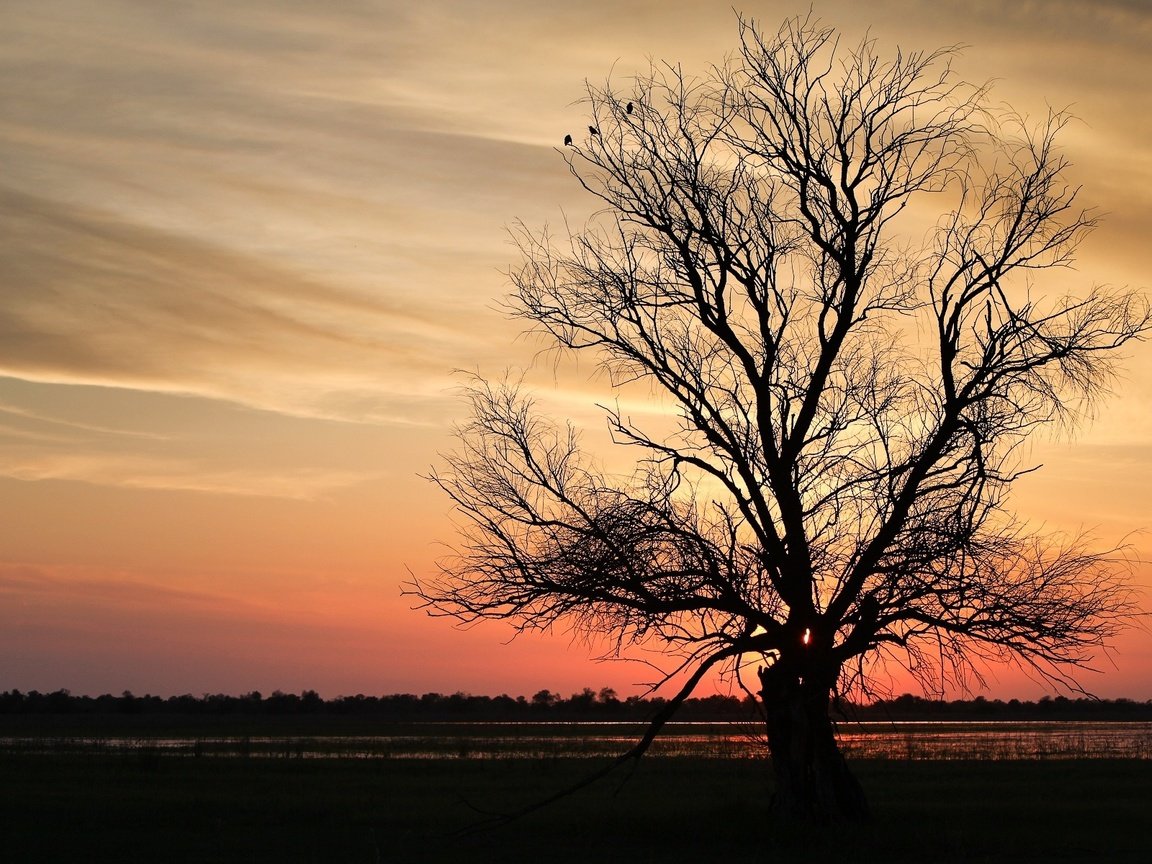 Обои дерево, закат, ветки, tree, sunset, branches разрешение 1920x1200 Загрузить