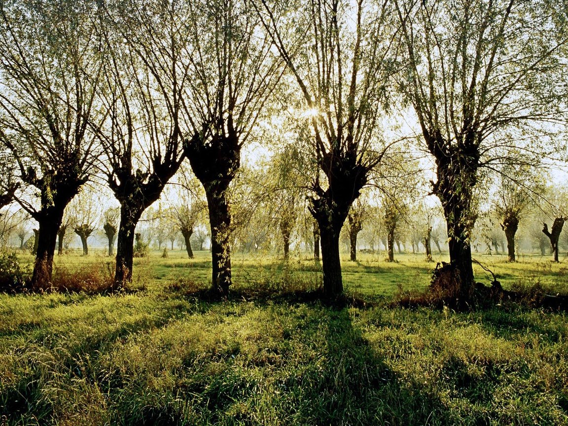 Обои трава, деревья, лучи, тень, польша, grass, trees, rays, shadow, poland разрешение 1920x1200 Загрузить