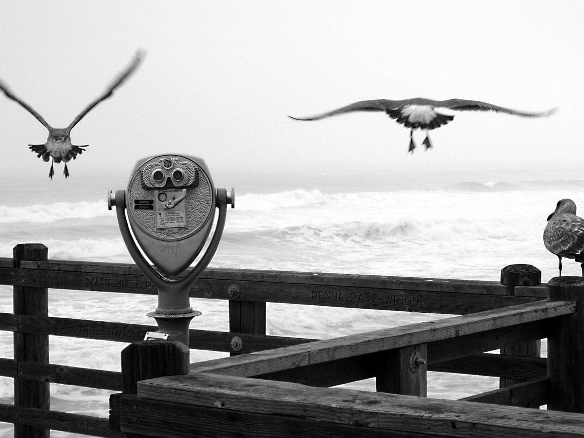 Обои причал, черно-белая, чайки, бинокль, pier, black and white, seagulls, binoculars разрешение 2560x1600 Загрузить