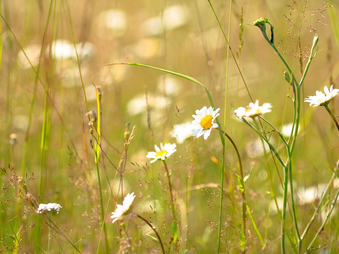 Обои трава, лето, ромашка, солнечно, grass, summer, daisy, sunny разрешение 1920x1080 Загрузить