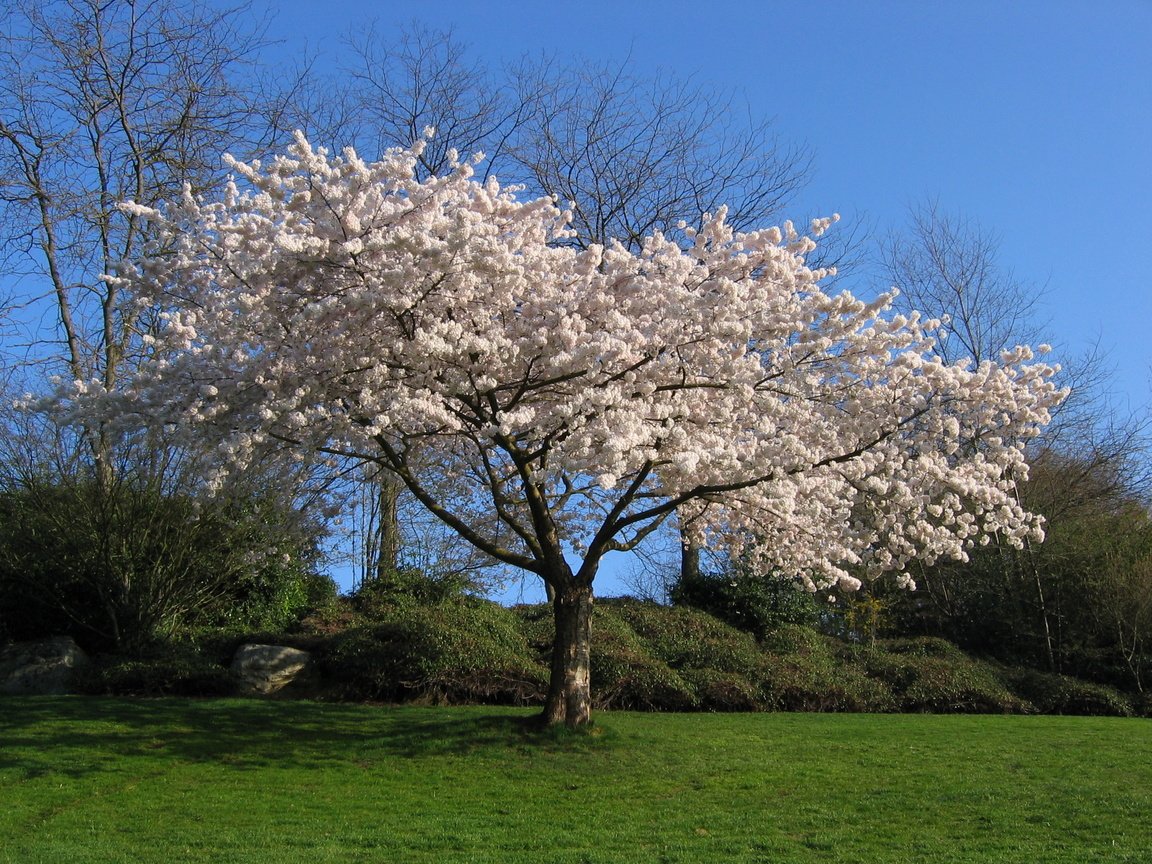 Обои дерево, белый, вишня, сакура, tree, white, cherry, sakura разрешение 2272x1704 Загрузить