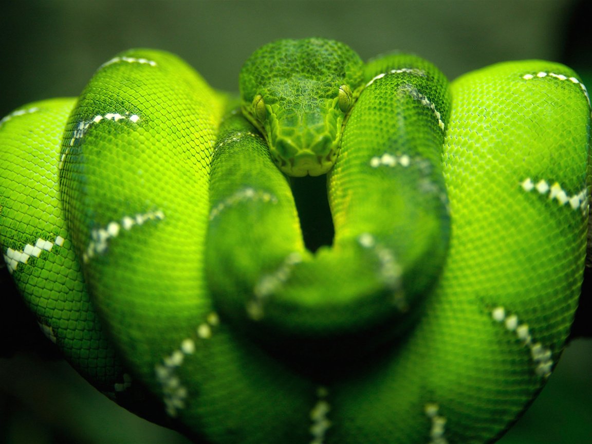 Обои природа, зелёный, макро, змея, nature, green, macro, snake разрешение 2560x1600 Загрузить