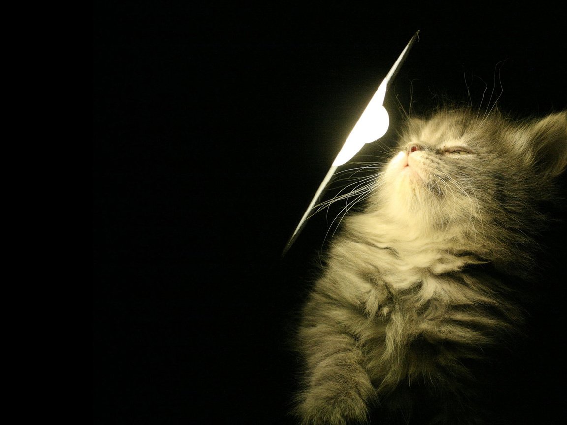 Обои свет, лампа, котенок, light, lamp, kitty разрешение 1920x1200 Загрузить