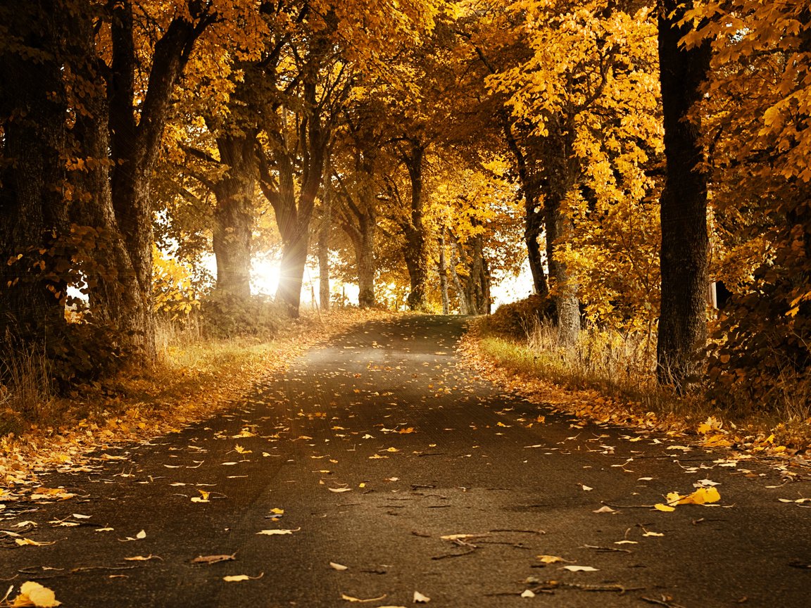 Обои дорога, деревья, листья, осень, швеция, road, trees, leaves, autumn, sweden разрешение 2560x1600 Загрузить