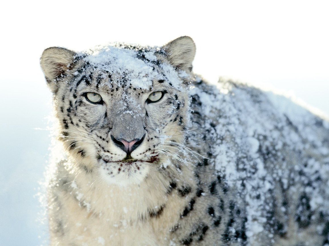 Обои снег, снежный барс, ирбис, snow, snow leopard, irbis разрешение 2560x1600 Загрузить