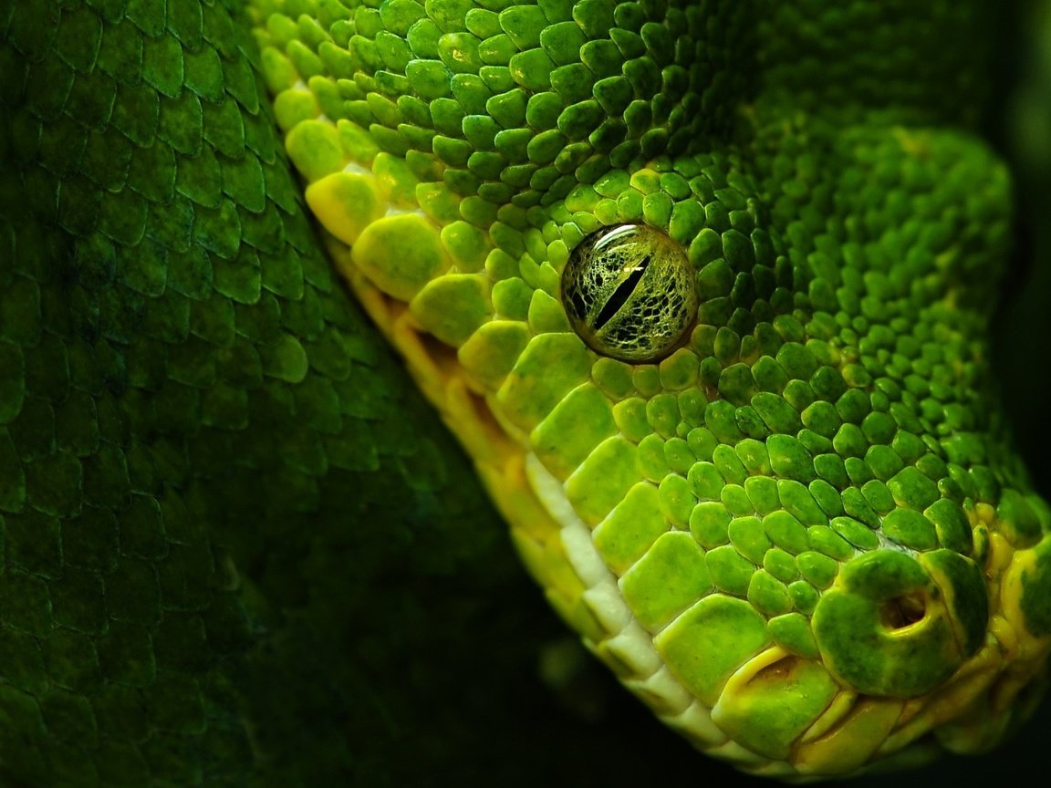 Обои зелёный, черный, змея, глаз, green, black, snake, eyes разрешение 1920x1200 Загрузить