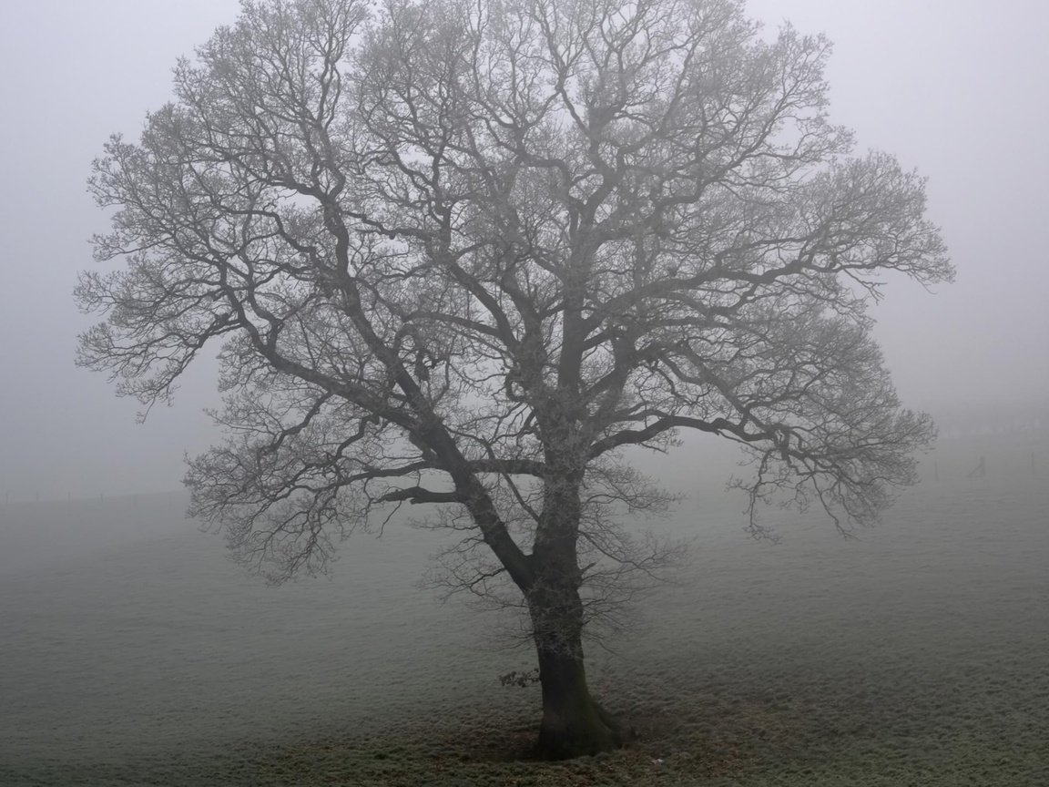 Обои дерево, туман, поле, tree, fog, field разрешение 2560x1600 Загрузить