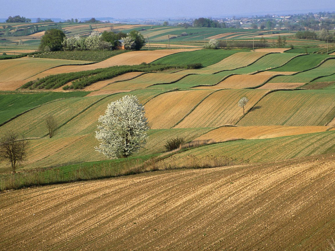 Обои поле, горизонт, польша, field, horizon, poland разрешение 1920x1200 Загрузить