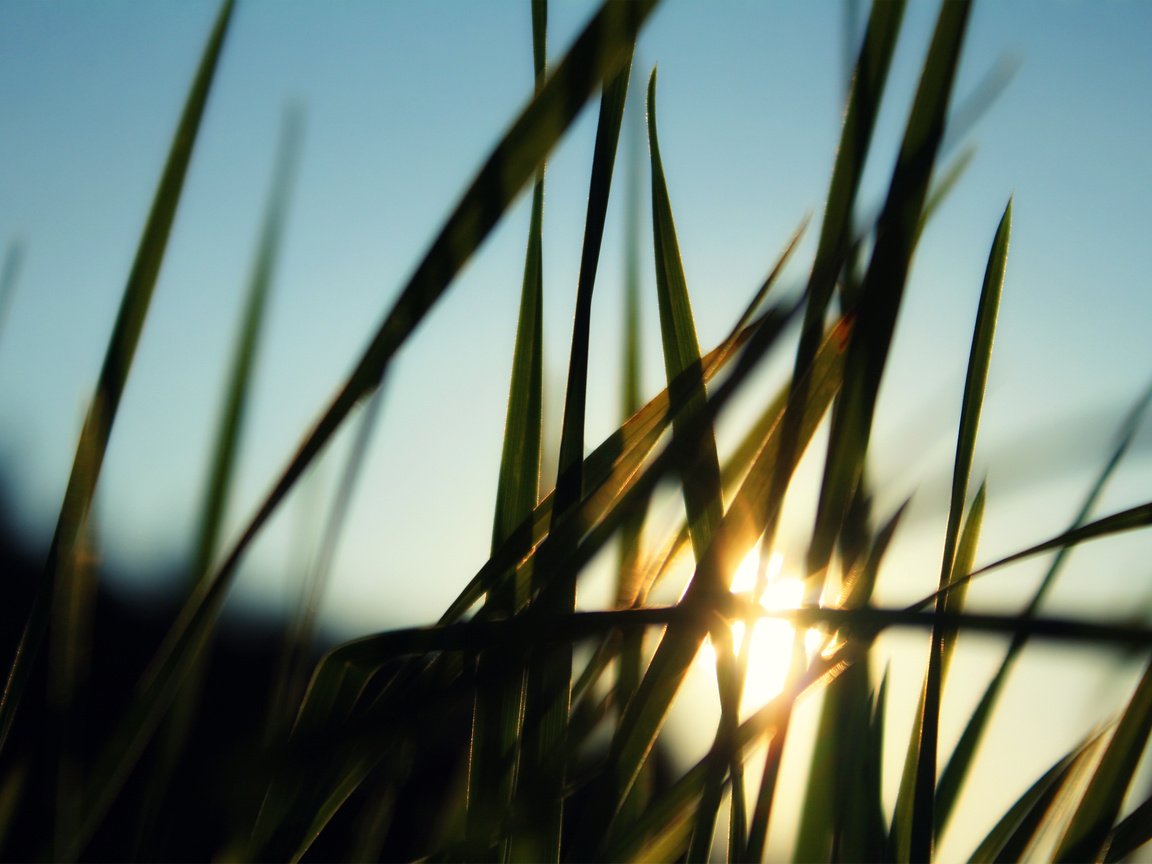Обои трава, солнце, лучи, размытость, grass, the sun, rays, blur разрешение 2560x1600 Загрузить