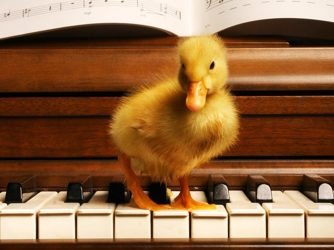 Обои ноты, клавиши, утенок, notes, keys, duck разрешение 1920x1200 Загрузить
