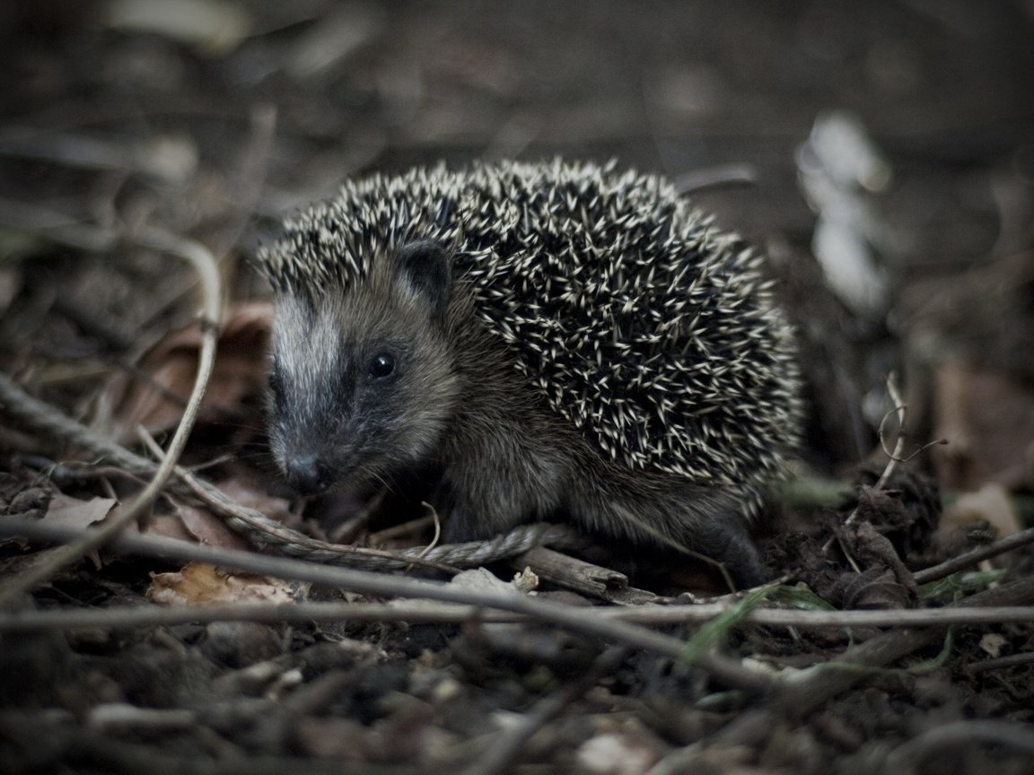 Обои трава, макро, взгляд, черно-белая, ежик, grass, macro, look, black and white, hedgehog разрешение 1920x1175 Загрузить