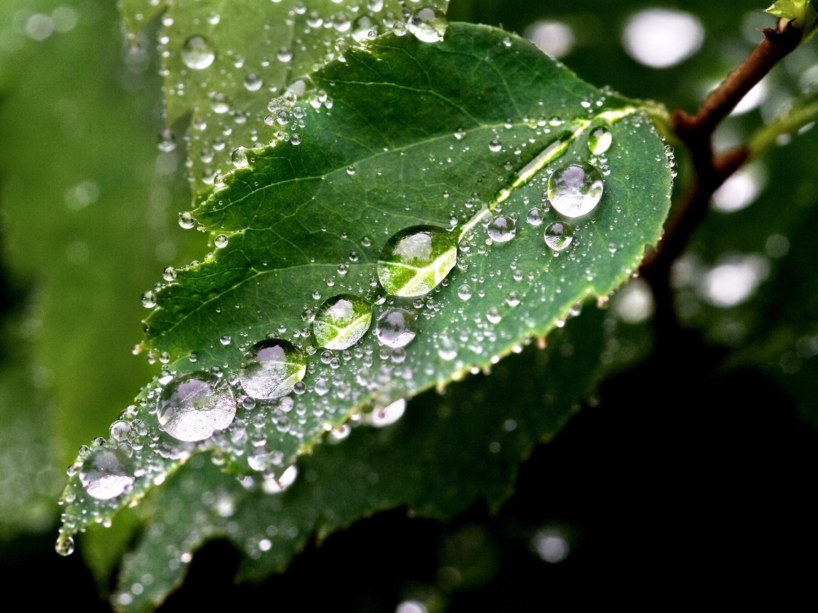 Обои вода, макро, роса, капли, лист, макросъемка, water, macro, rosa, drops, sheet разрешение 1920x1440 Загрузить