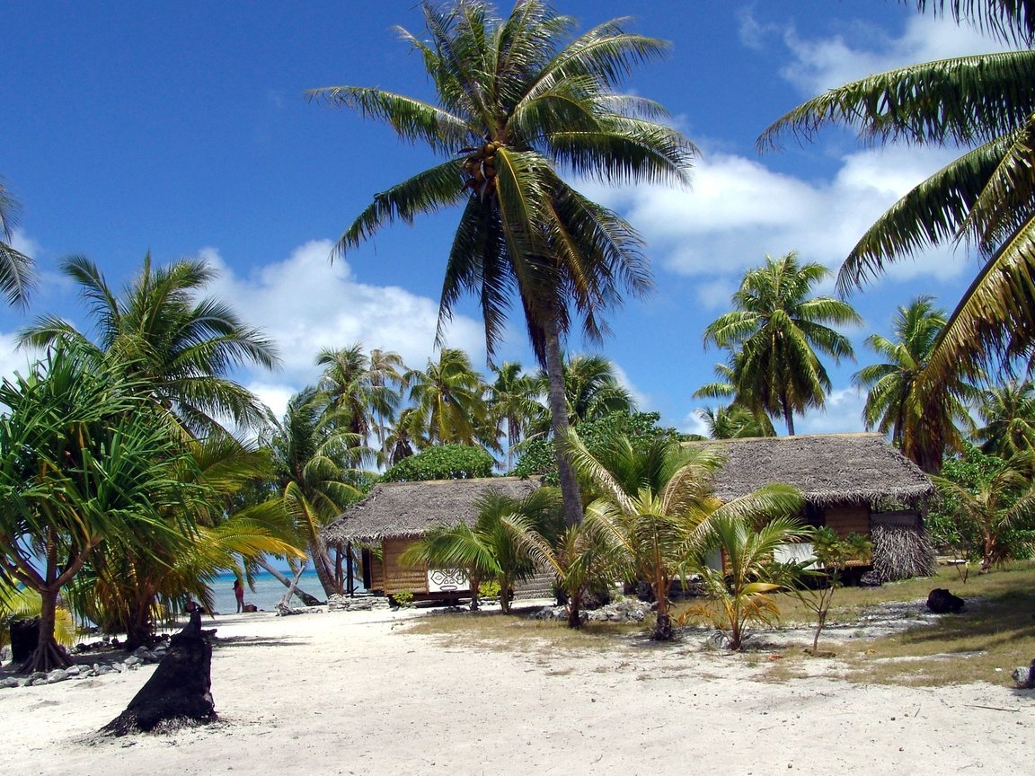 Обои песок, пляж, пальмы, sand, beach, palm trees разрешение 2560x1600 Загрузить