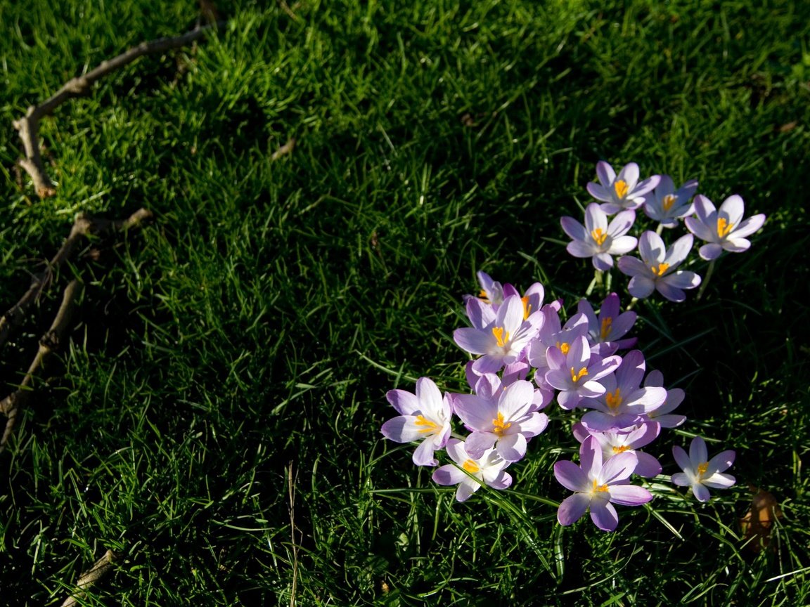 Обои цветы, трава, природа, растения, flowers, grass, nature, plants разрешение 3888x2592 Загрузить