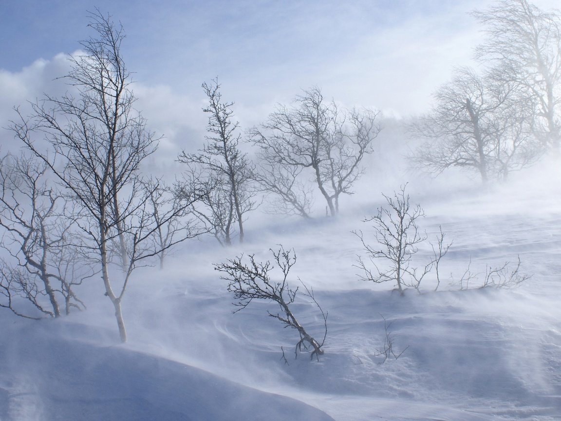 Обои деревья, снег, обои, лес, зима, холод, холм, вьюга, trees, snow, wallpaper, forest, winter, cold, hill, blizzard разрешение 1920x1200 Загрузить