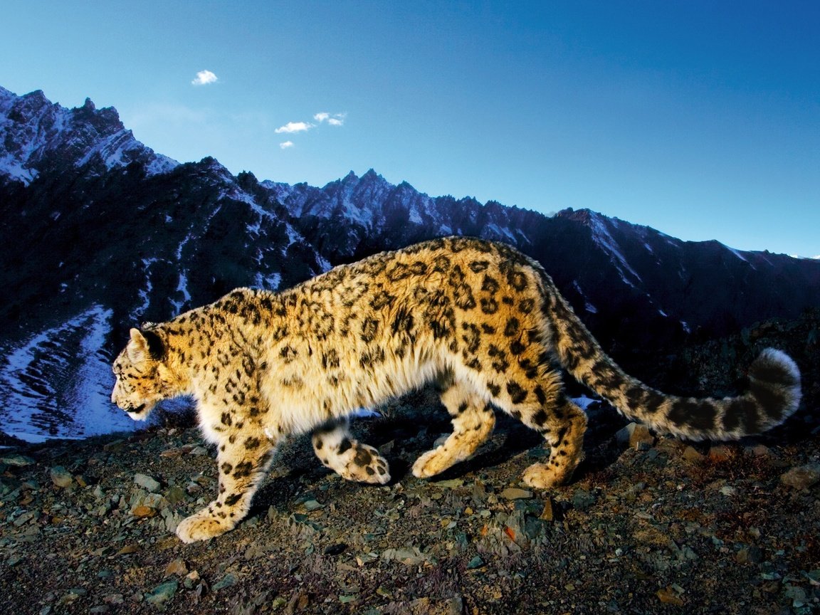Обои горы, снежный барс, ирбис, mountains, snow leopard, irbis разрешение 2560x1600 Загрузить