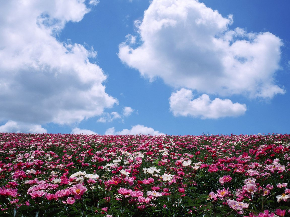 Обои небо, цветы, облака, поле, лето, the sky, flowers, clouds, field, summer разрешение 1920x1080 Загрузить