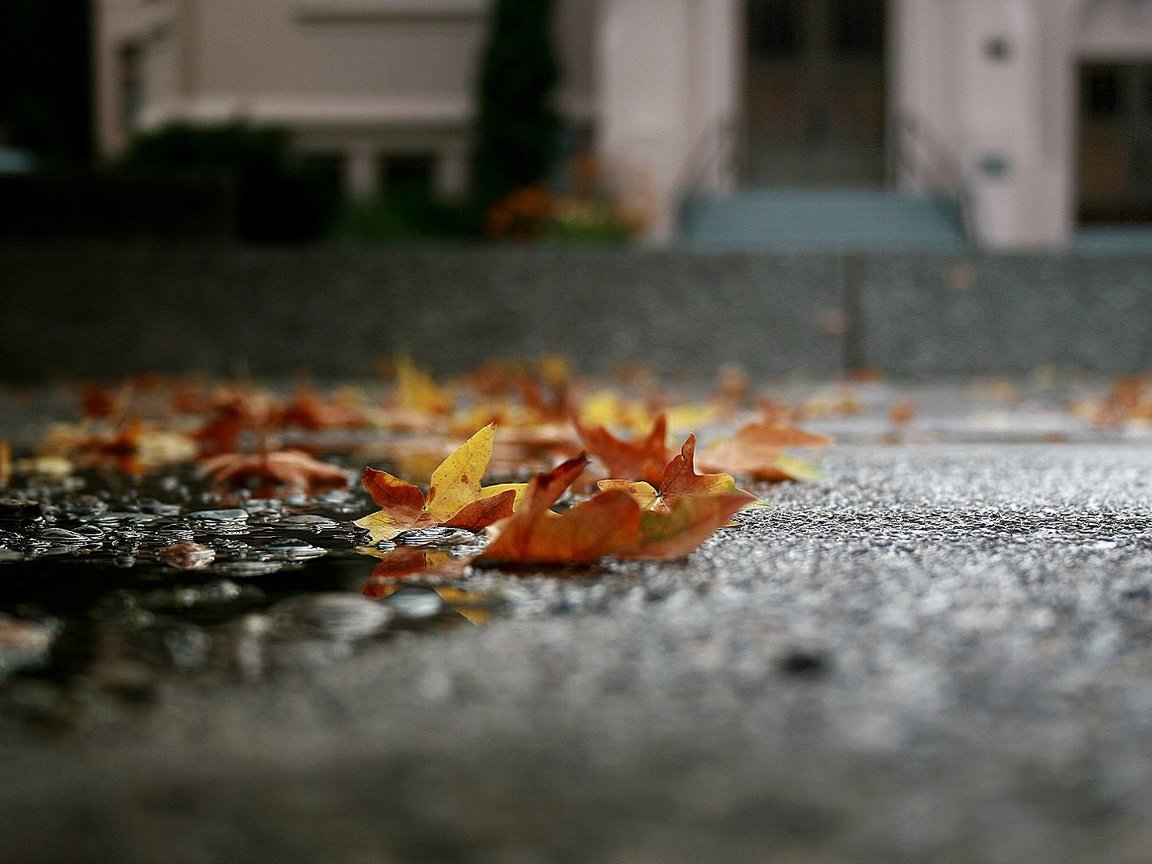 Обои листья, макро, осень, асфальт, лужа, leaves, macro, autumn, asphalt, puddle разрешение 1920x1080 Загрузить