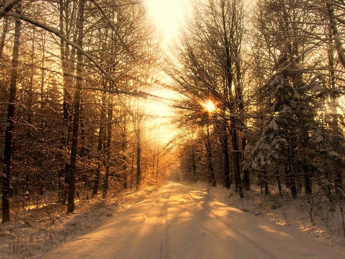 Обои деревья, солнце, снег, лес, зима, луч, trees, the sun, snow, forest, winter, ray разрешение 1920x1080 Загрузить