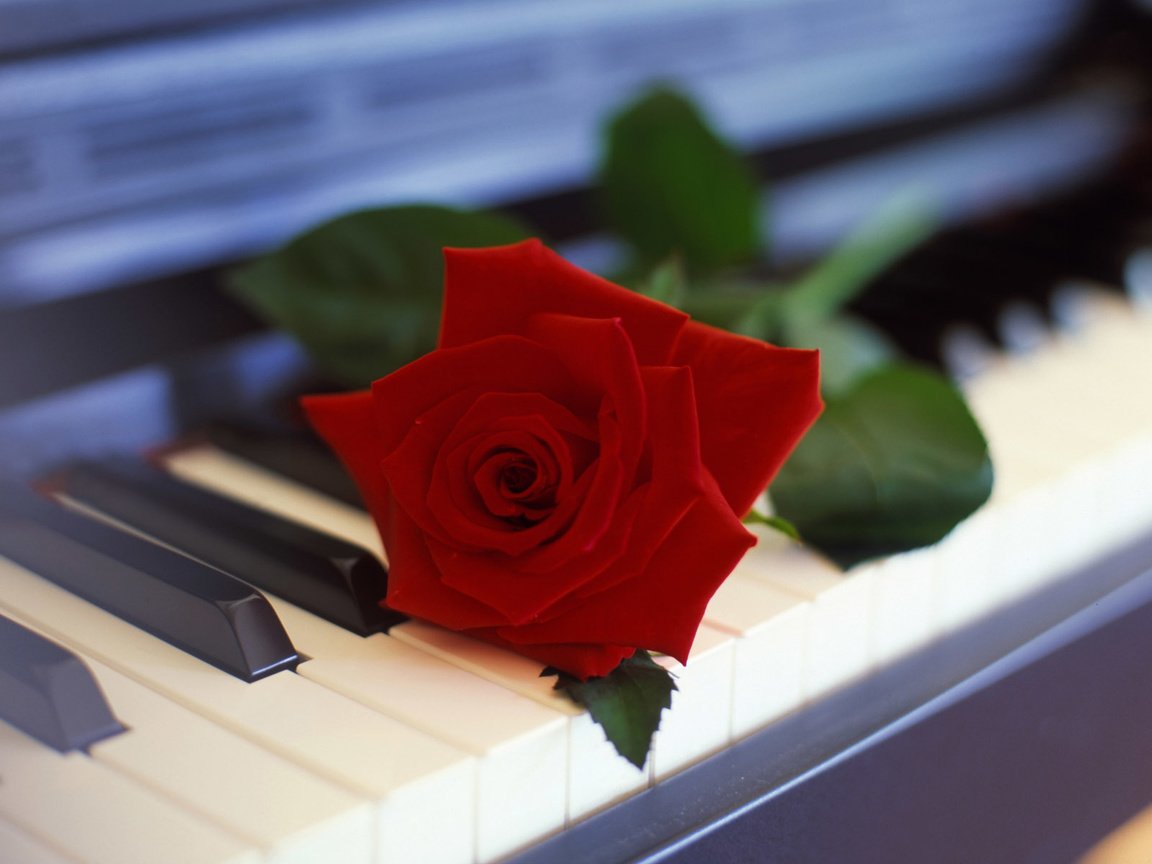 Обои роза, рояль, клавишы, rose, piano, key разрешение 1920x1200 Загрузить