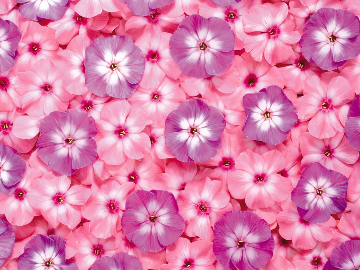 Обои цветы, розовые, яркие, сиреневые, флоксы, flowers, pink, bright, lilac, phlox разрешение 1920x1200 Загрузить