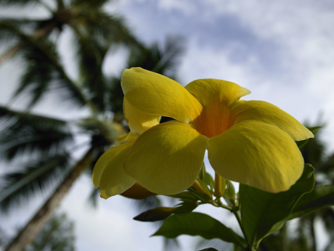 Обои цветы, лепестки, желтые, алламанда, flowers, petals, yellow, allamanda разрешение 1920x1200 Загрузить