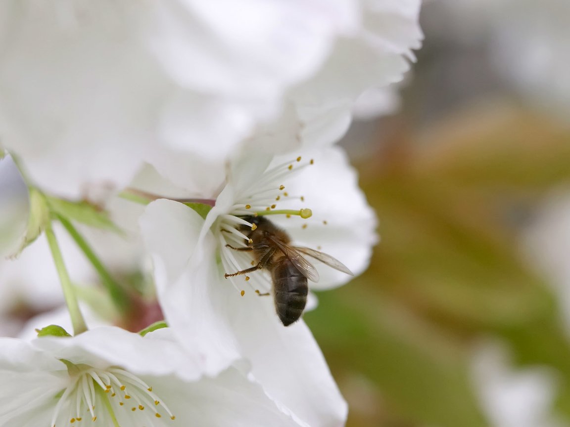 Обои весна, яблоня, пчела, spring, apple, bee разрешение 1920x1200 Загрузить