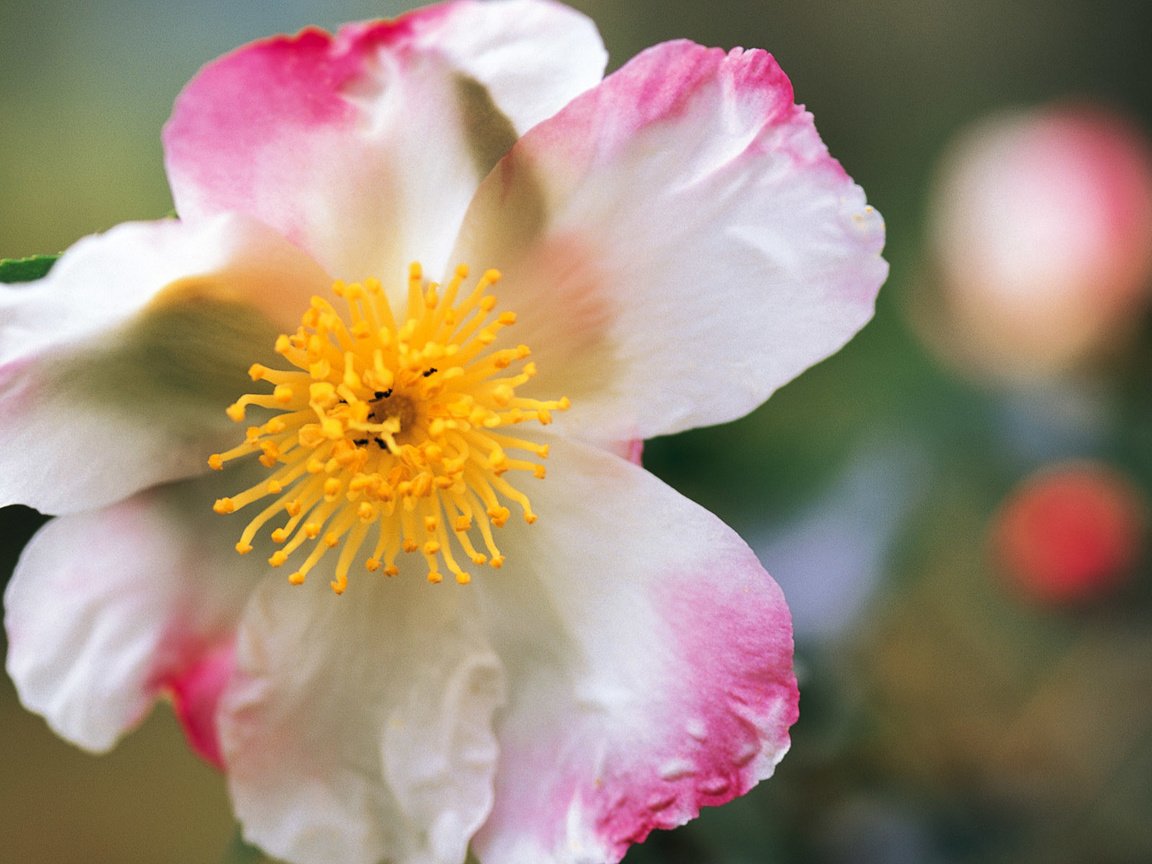 Обои цветок, лепестки, камелия, крупным планом, flower, petals, camellia, closeup разрешение 1920x1200 Загрузить