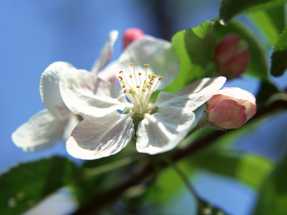 Обои дерево, листья, цветок, лепестки, яблоня, tree, leaves, flower, petals, apple разрешение 1920x1200 Загрузить