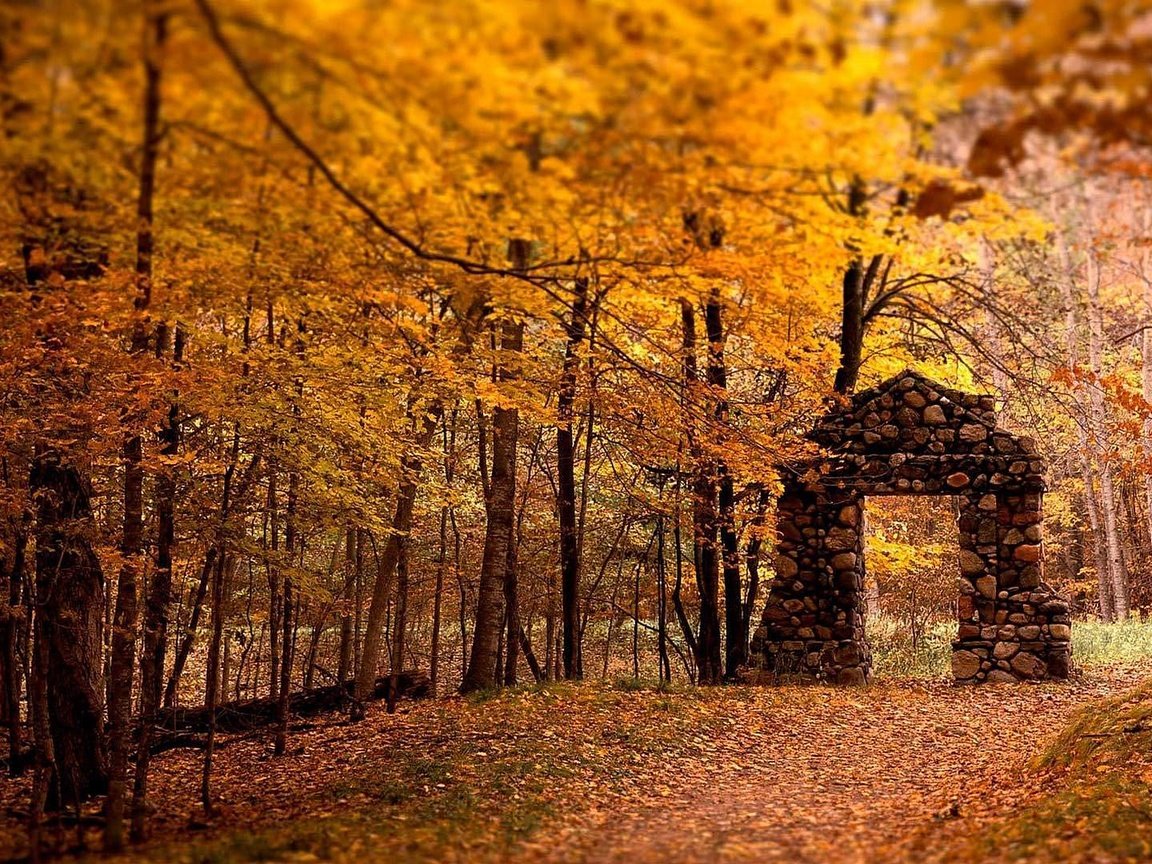 Обои деревья, лес, листья, листва, осень, тропа, trees, forest, leaves, foliage, autumn, trail разрешение 1920x1080 Загрузить