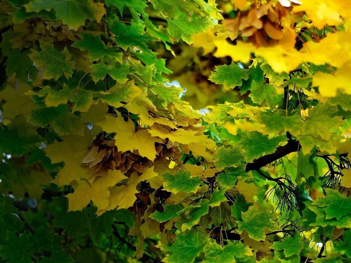 Обои листья, листва, осень, клен, leaves, foliage, autumn, maple разрешение 1920x1080 Загрузить