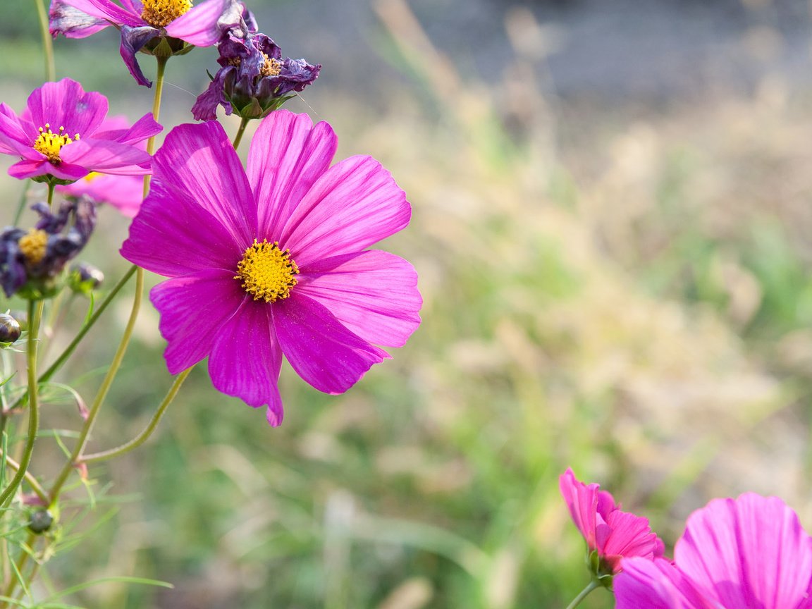 Обои цветы, цветок, лето, лепестки, розовые, космея, flowers, flower, summer, petals, pink, kosmeya разрешение 1920x1200 Загрузить