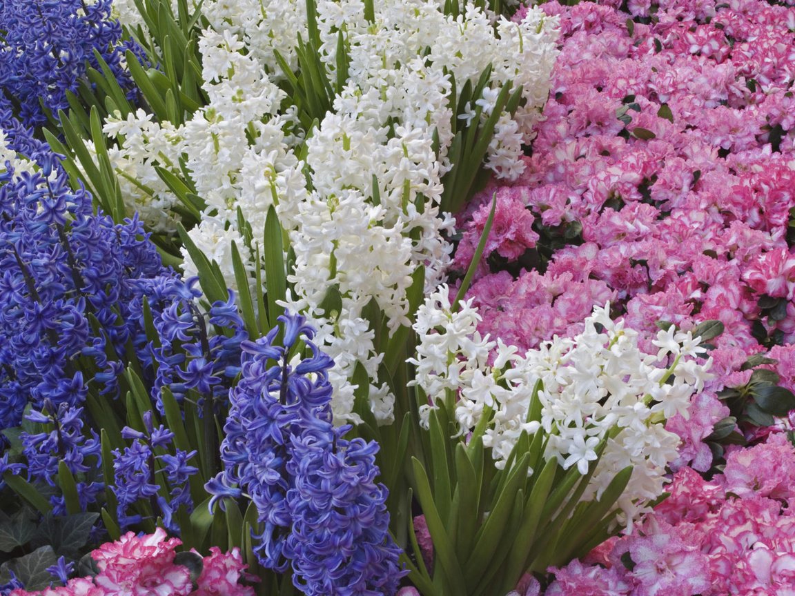 Обои цветы, весна, гиацинты, flowers, spring, hyacinths разрешение 1920x1200 Загрузить