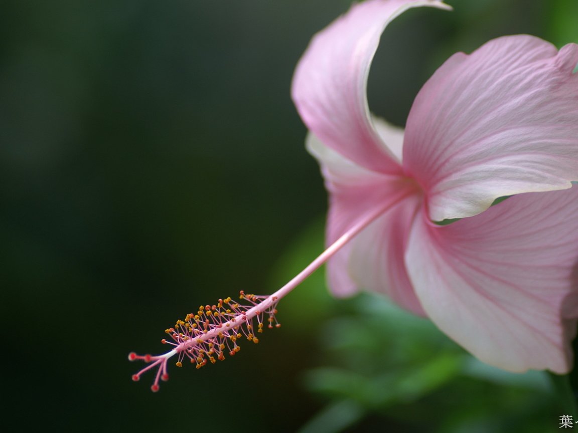 Обои цветок, гибискус, flower, hibiscus разрешение 1920x1200 Загрузить