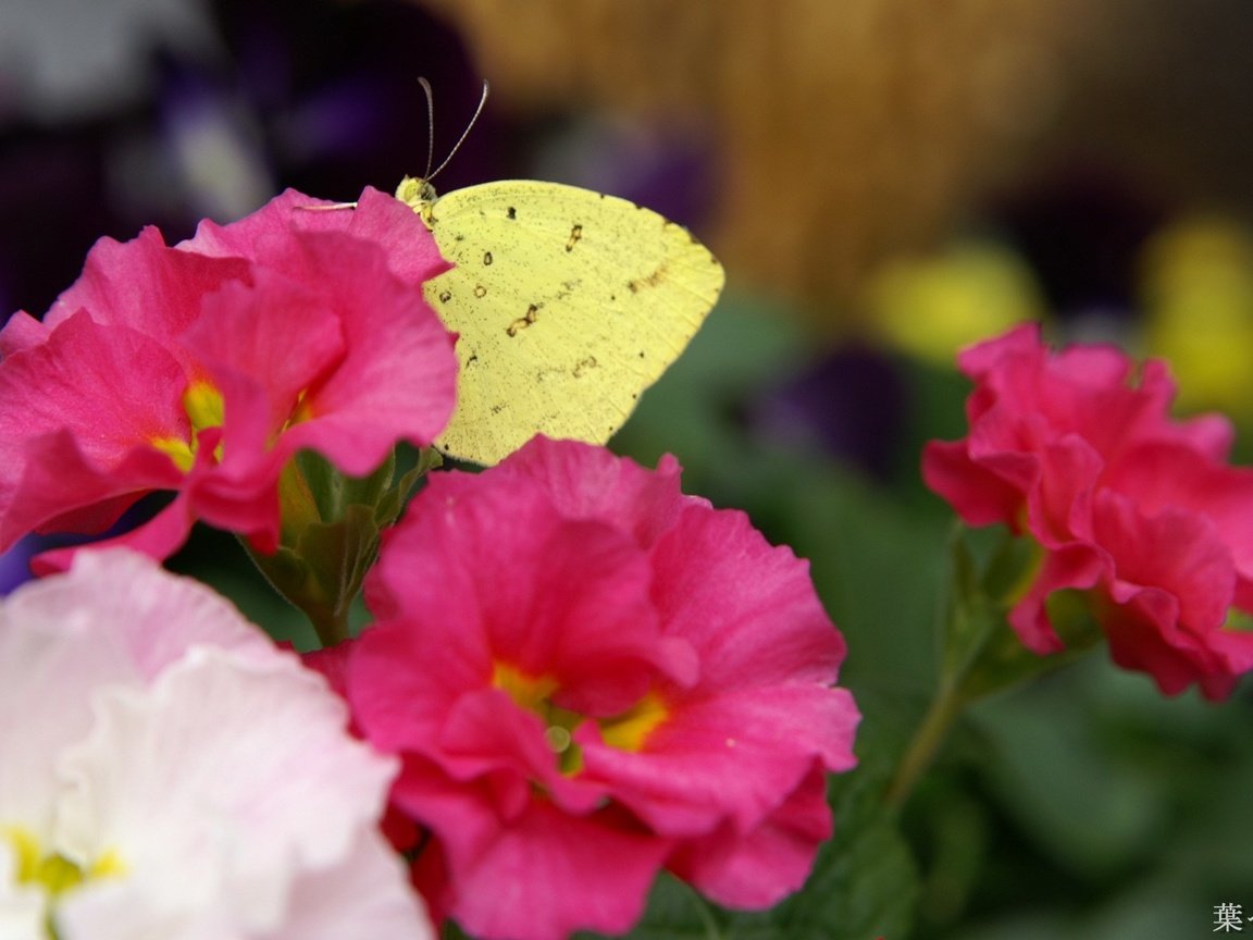 Обои цветы, насекомое, лепестки, бабочка, крылья, flowers, insect, petals, butterfly, wings разрешение 1920x1200 Загрузить