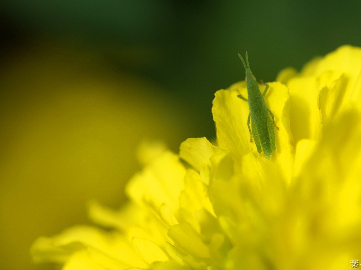 Обои макро, насекомые, одуванчик, кузнечик, macro, insects, dandelion, grasshopper разрешение 1920x1200 Загрузить