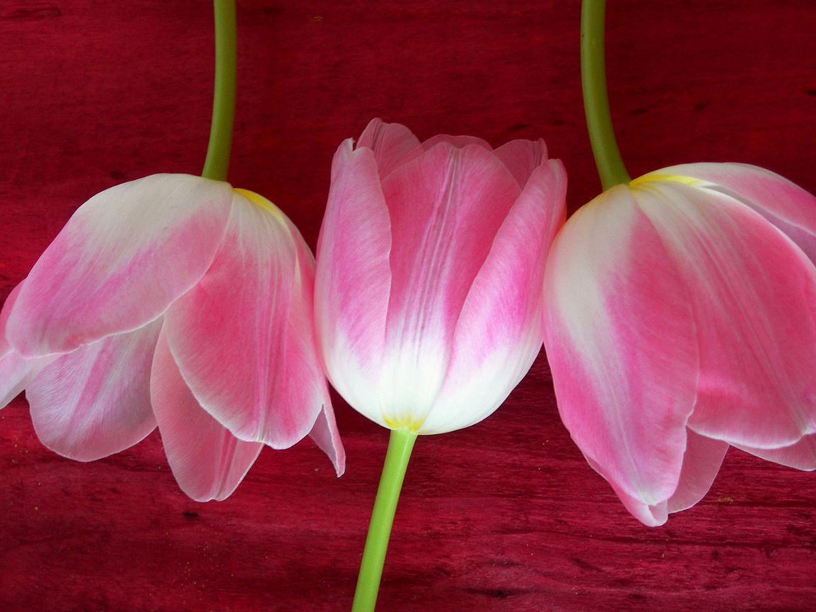 Обои цветы, тюльпаны, розовые, flowers, tulips, pink разрешение 1920x1200 Загрузить