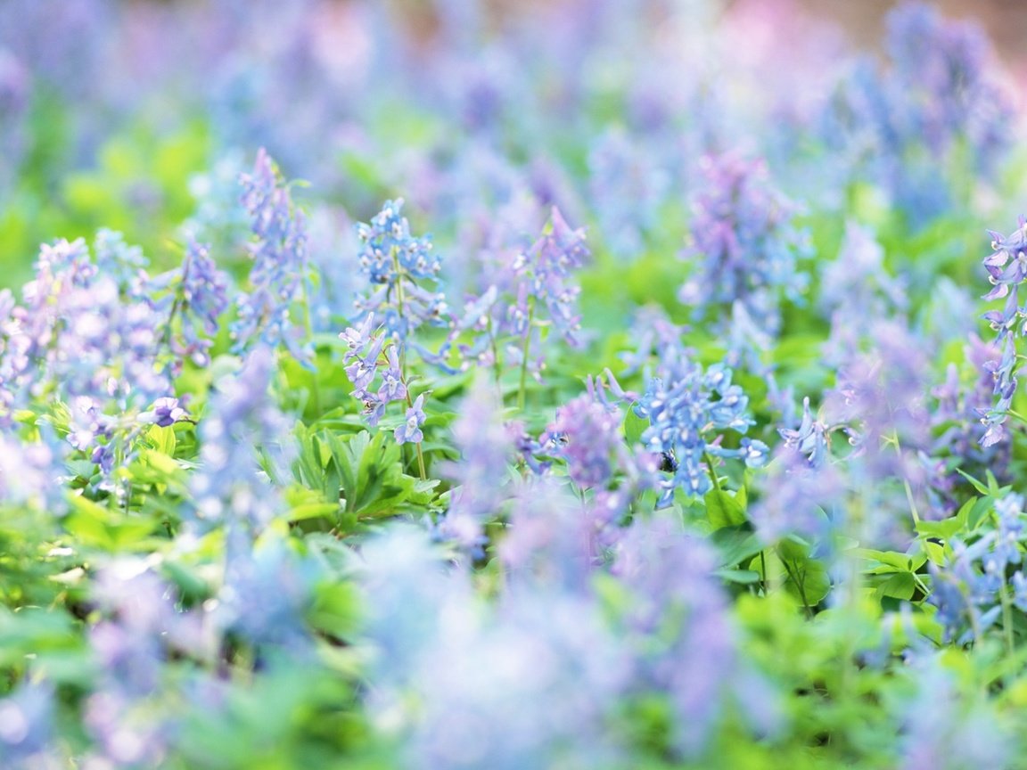 Обои цветы, луг, весна, голубые, полевые цветы, flowers, meadow, spring, blue, wildflowers разрешение 1920x1200 Загрузить