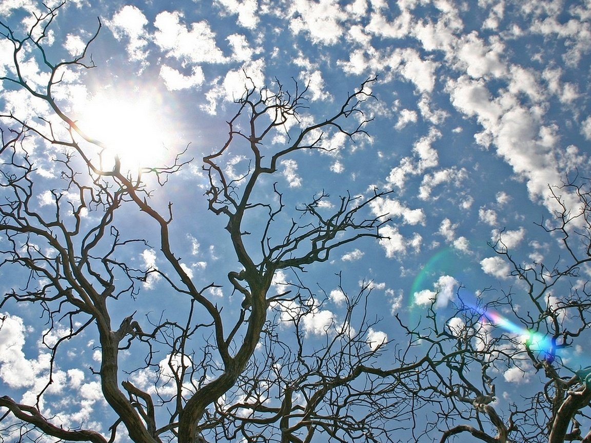 Обои небо, облака, деревья, солнце, природа, the sky, clouds, trees, the sun, nature разрешение 1920x1080 Загрузить