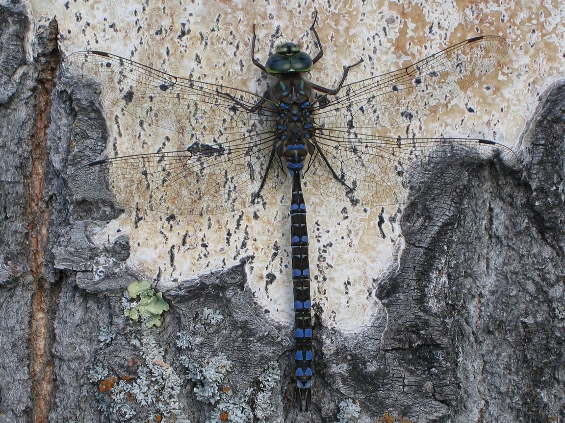 Обои дерево, насекомое, крылья, стрекоза, кора, tree, insect, wings, dragonfly, bark разрешение 2560x1600 Загрузить